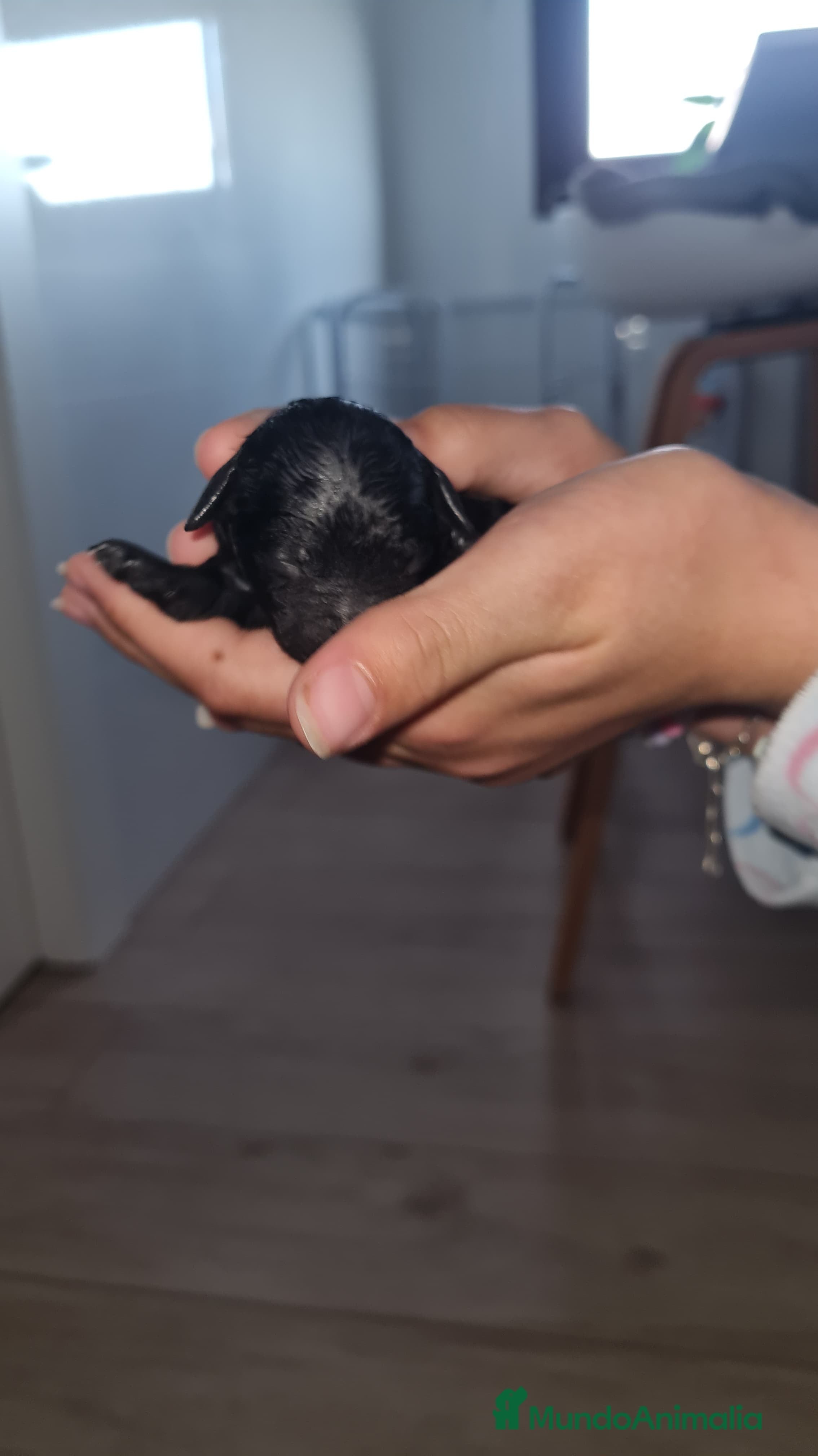 Caniche Toy perros HÉMBRA CANICHE TEP CUP ASIÁTICO  - Anuncio 2