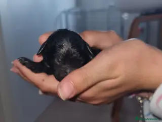 Caniche Toy perros HÉMBRA CANICHE TEP CUP ASIÁTICO - Anuncio 2