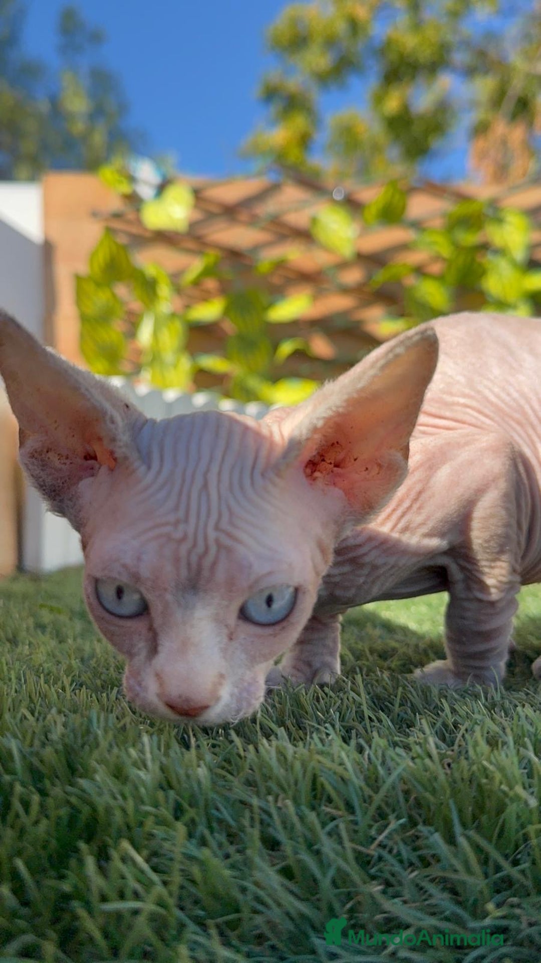 Sphynx gatos en venta: GATITAS SpHYNX - Anuncio 12