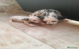 Dálmata perros en venta: Dalmata  - Imagen 3