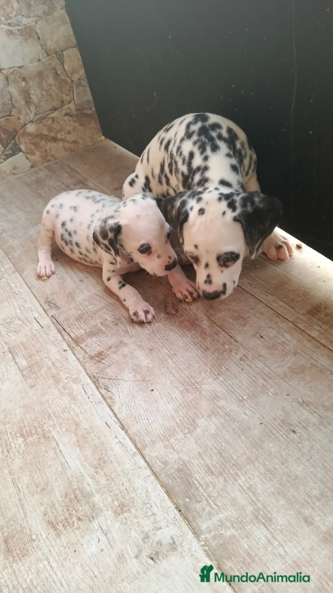 Dálmata perros en venta: Dalmata  - Imagen 3