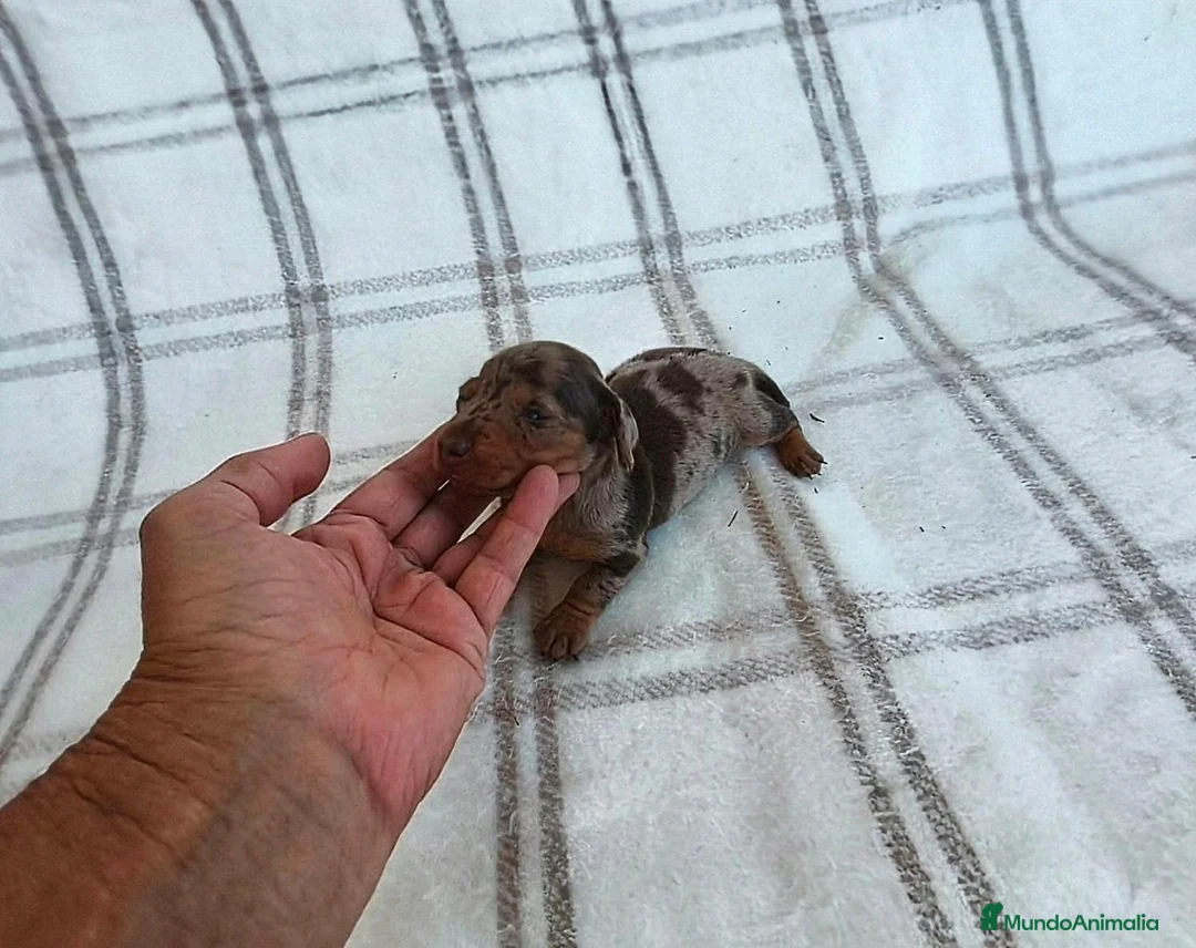 Teckel Miniatura perros en venta: TECKEL MACHITO MINIATURA ARLEQUIN  - Anuncio 2