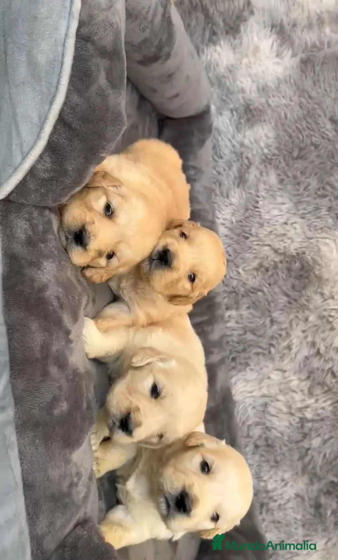 Golden Retriever perros en venta: Cachorros Golden retriever - Anuncio 5