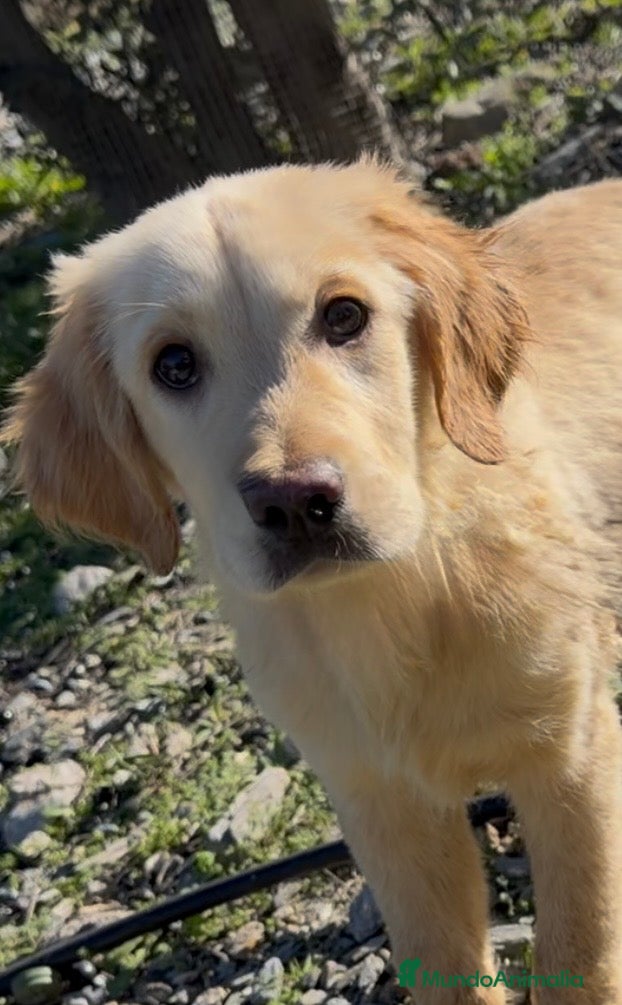 Golden Retriever perros Golden retriever  - Anuncio 11