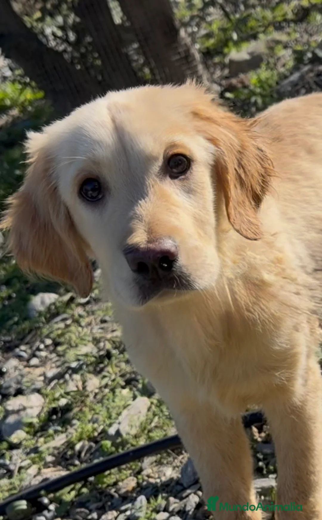 Golden Retriever perros en venta: Golden retriever  - Anuncio 1