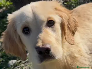 Golden Retriever perros Golden retriever - Anuncio 2