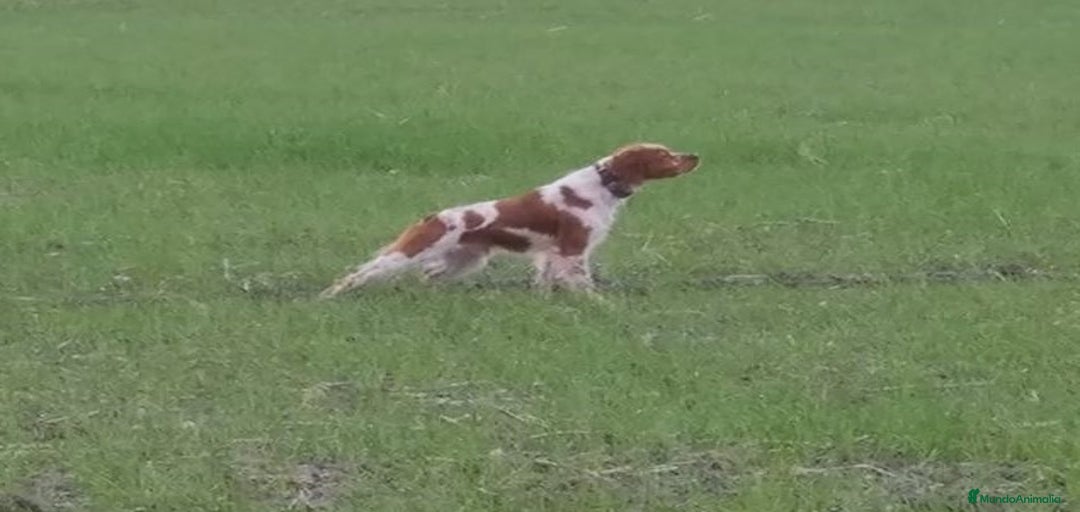 Imagen de galería {{count}}