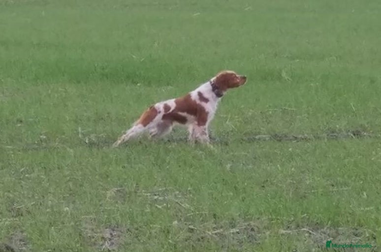 Imagen de galería {{count}}