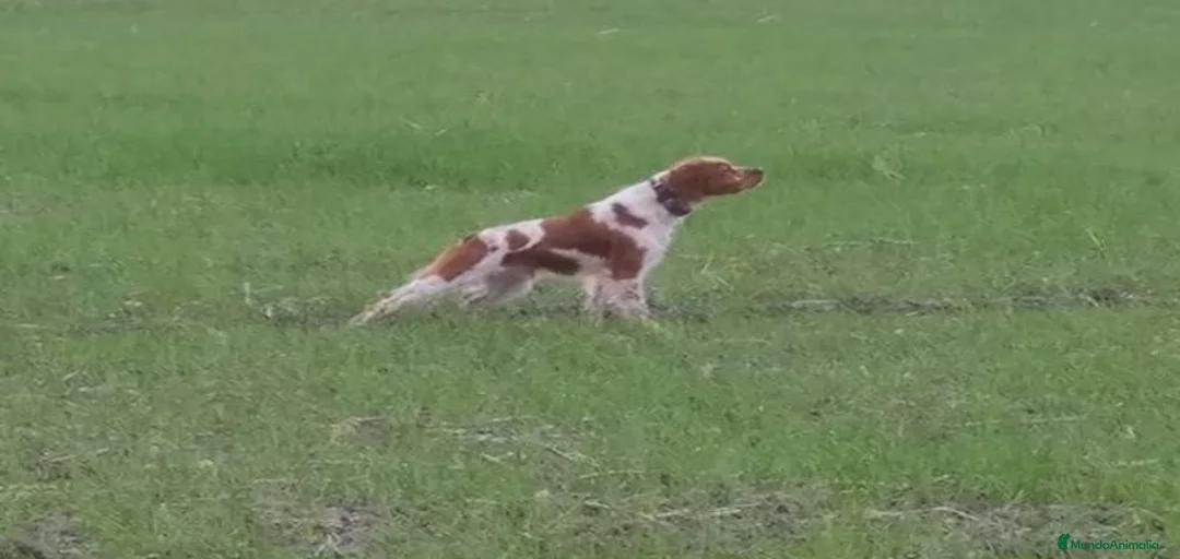 Imagen de galería {{count}}