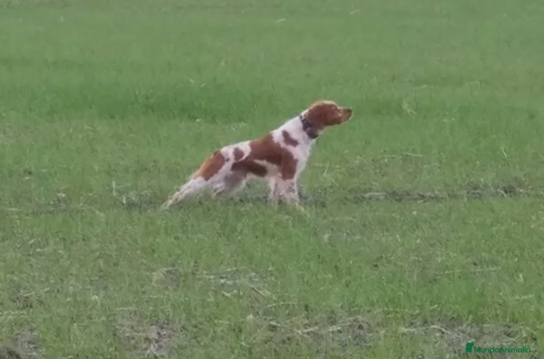 Imagen de galería {{count}}