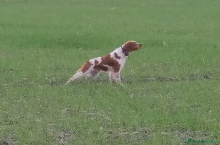 Imagen de galería {{count}}