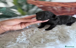 Caniche Toy perros en venta: CANICHE TOY HEMBRA - Imagen 4