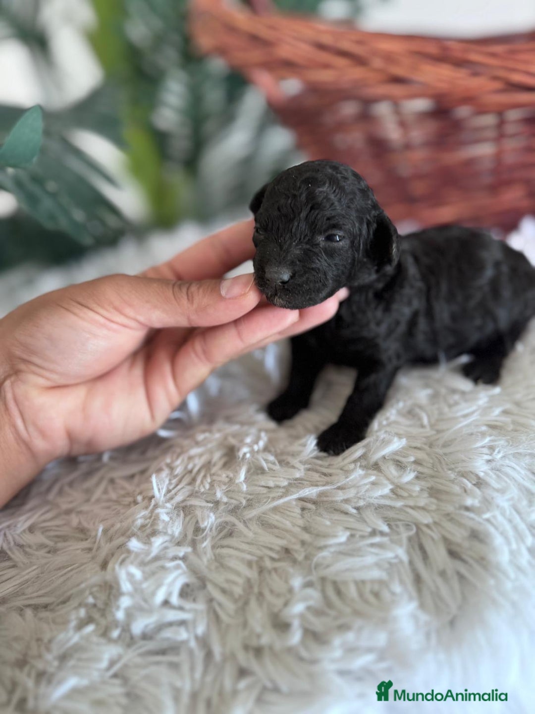 Caniche Toy perros en venta: CANICHE TOY HEMBRA - Imagen 4