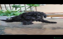 Caniche Toy perros en venta: Última hembra mini toy !!!caniche  - Anuncio 1