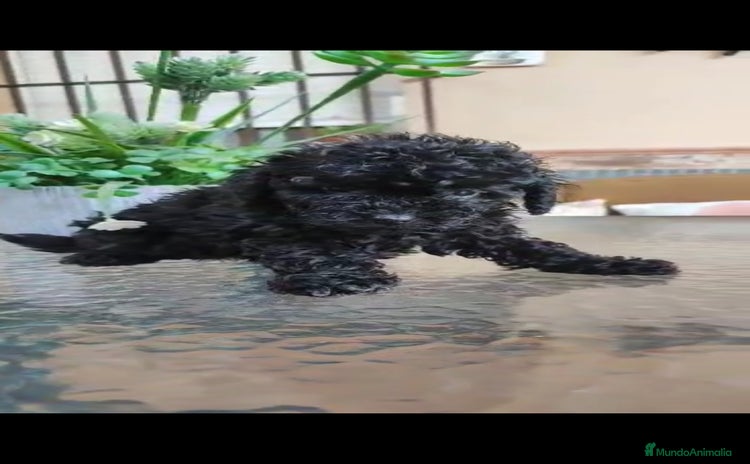 Caniche Toy perros Última hembra mini toy !!!caniche  - Anuncio 1