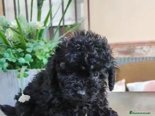 Caniche Toy perros Última hembra mini toy !!!caniche - Anuncio 4