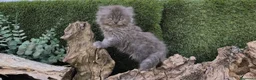 Persa gatos en venta: Gatos persas - Anuncio 1