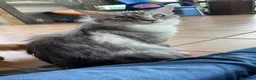 Maine Coon gatos en venta: Preciosa camada de cachorros Maine coon  - Anuncio 1