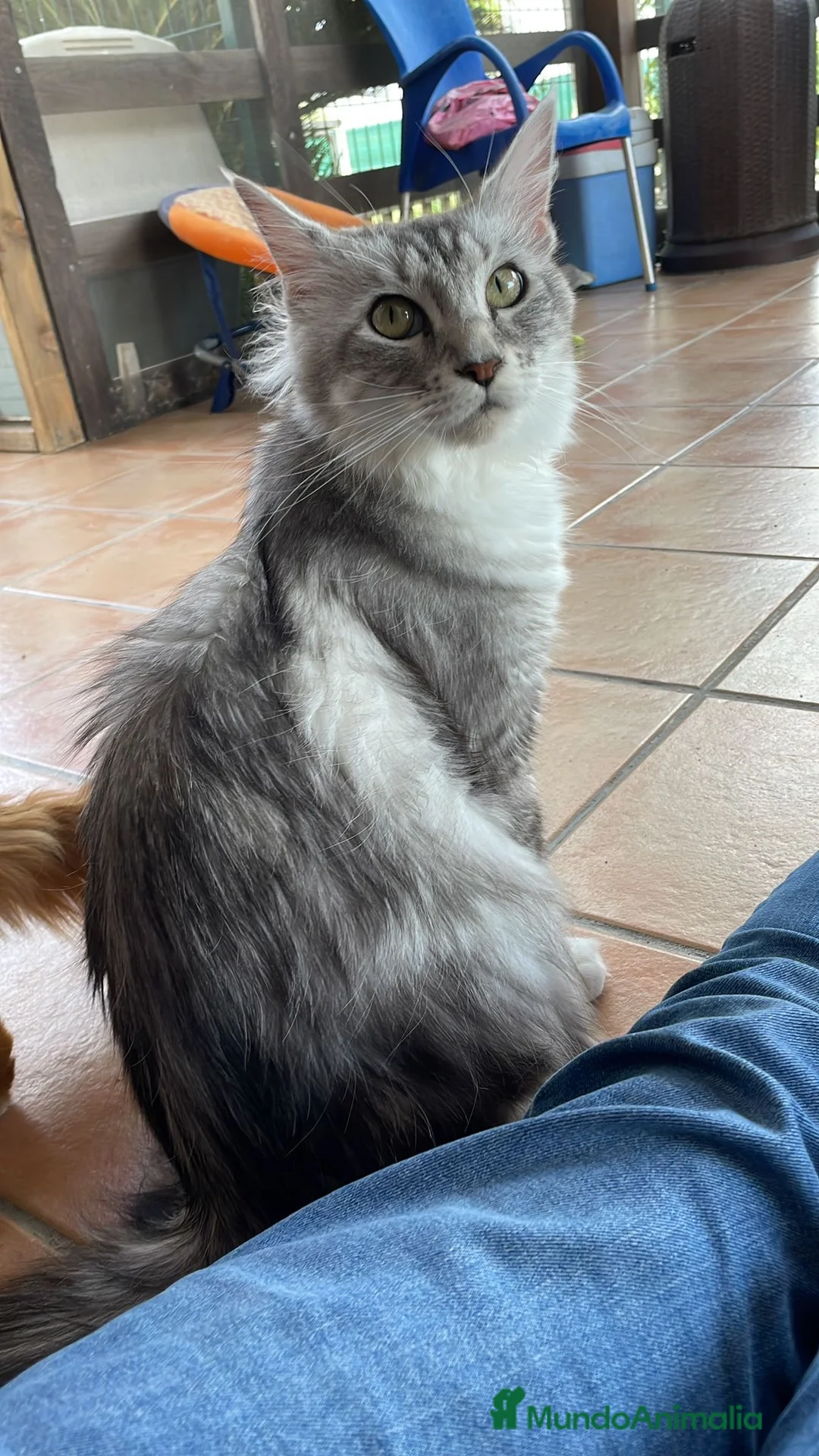 Maine Coon gatos en venta: Preciosa camada de cachorros Maine coon  - Anuncio 1