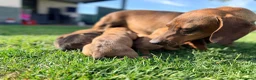 Teckel Miniatura perros en venta: Chocolate arlequín  - Anuncio 1