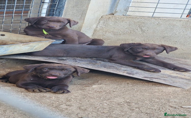 Labrador Retriever perros - Anuncio 1
