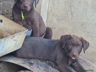 Labrador Retriever perros - Anuncio 11