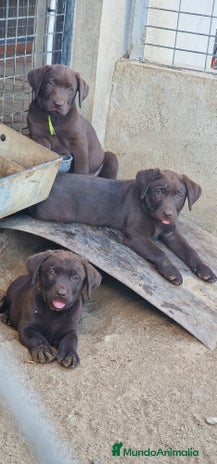 Labrador Retriever perros - Anuncio 12