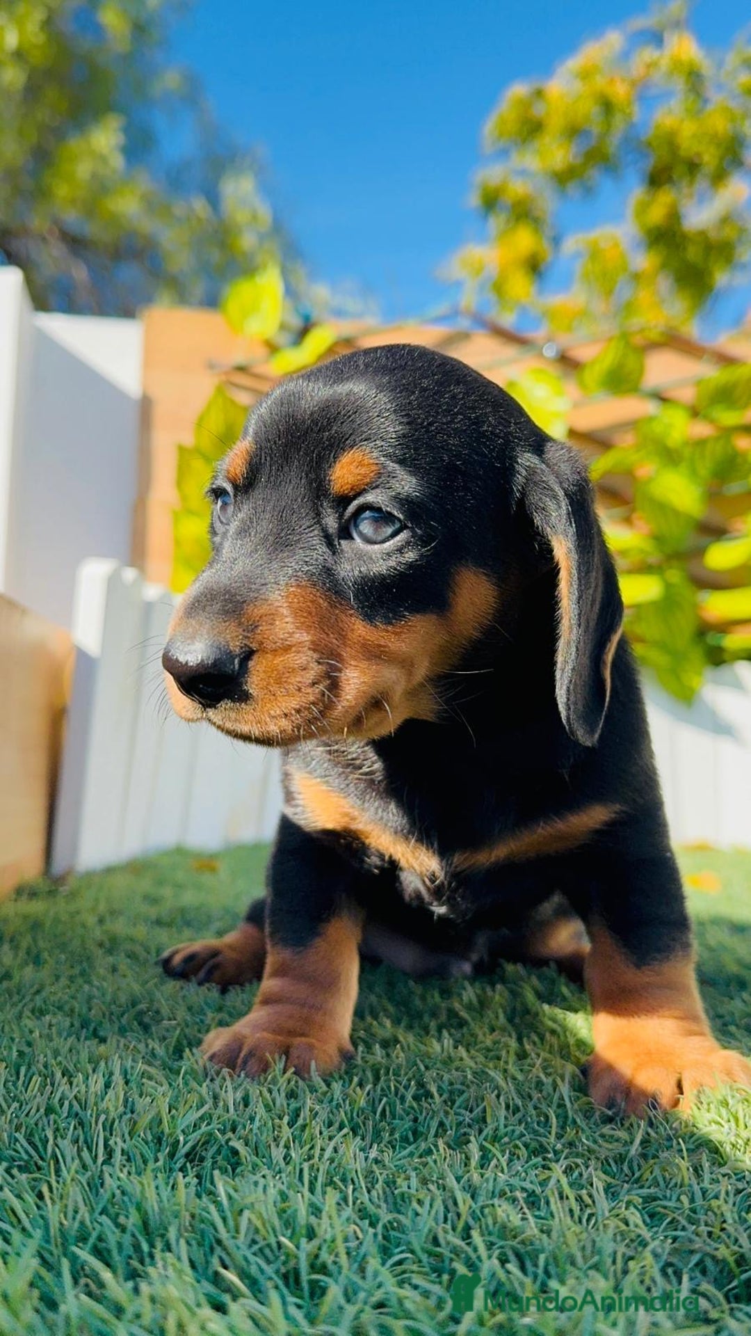 Teckel Miniatura perros en venta: TECKEL MINIATURA  - Anuncio 30