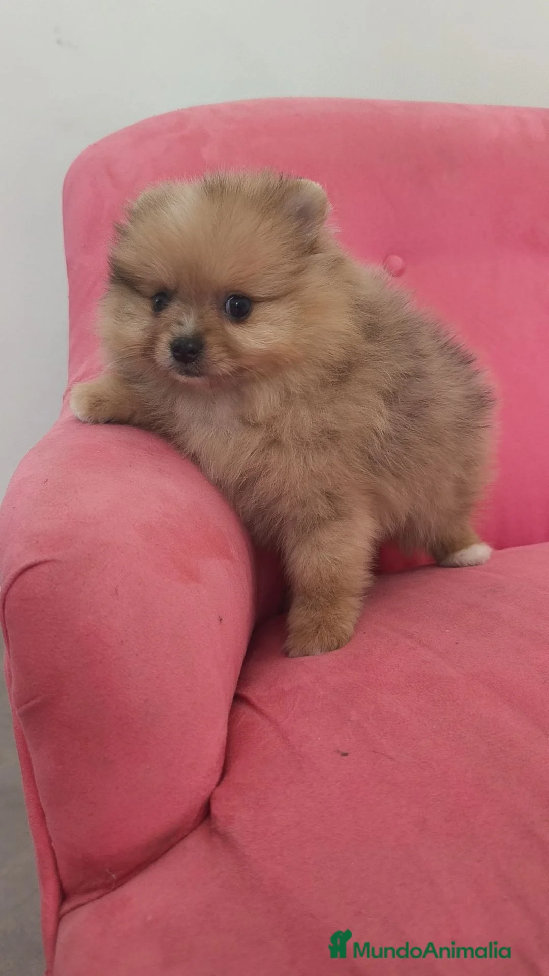 Pomerania perros en venta: Pomerania TOY Sable merle - Anuncio 10