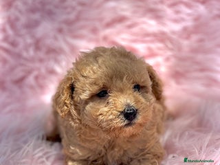 Caniche Toy perros - Anuncio 26