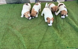 Jack Russell Terrier perros en venta: Jack russell  - Anuncio 4