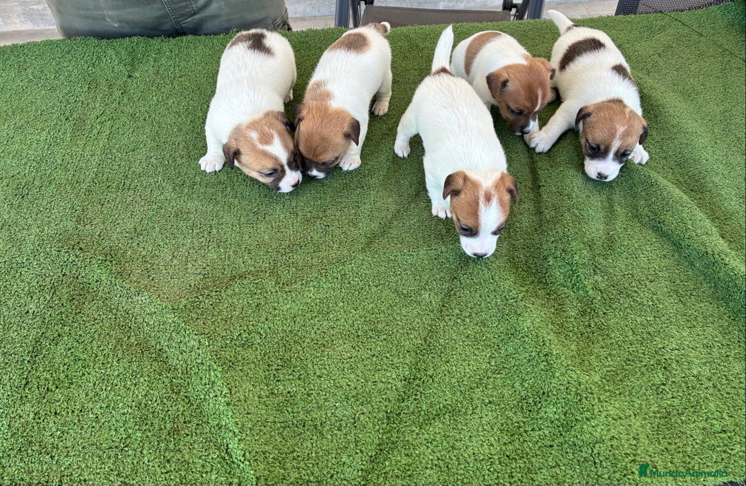 Jack Russell Terrier perros en venta: Jack russell  - Anuncio 4