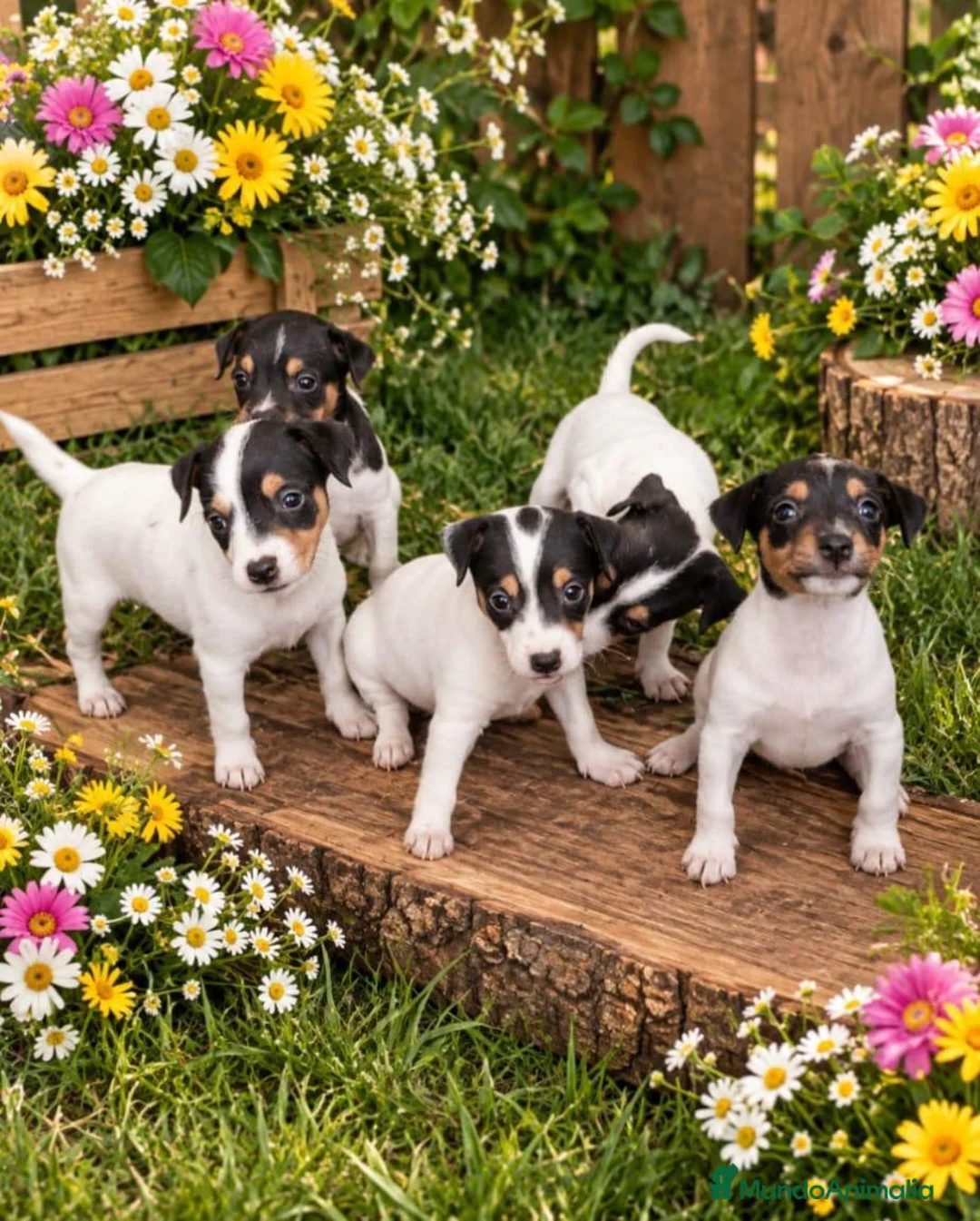 Ratonero Bodeguero Andaluz perros en venta: Ratonero bodeguero andaluz  - Anuncio 2