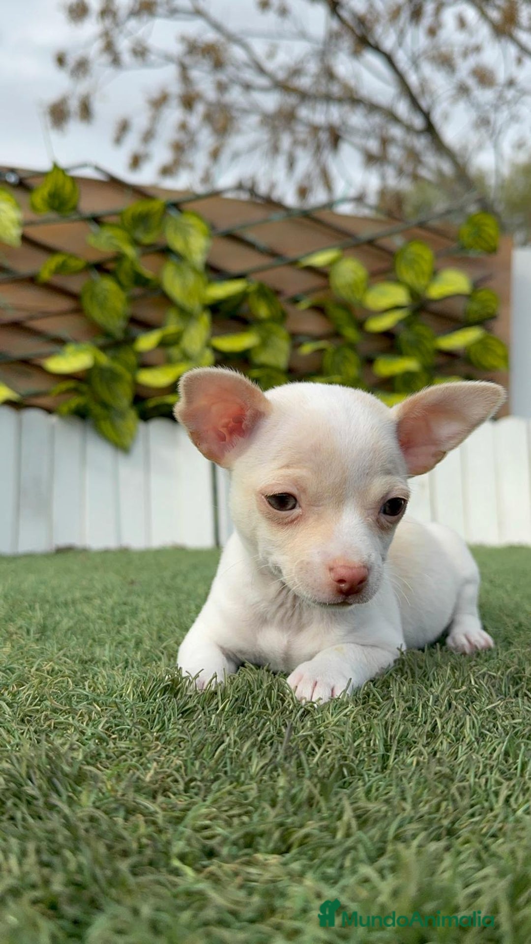 Chihuahua perros en venta: CHIHUAHUA MACHO - Anuncio 9