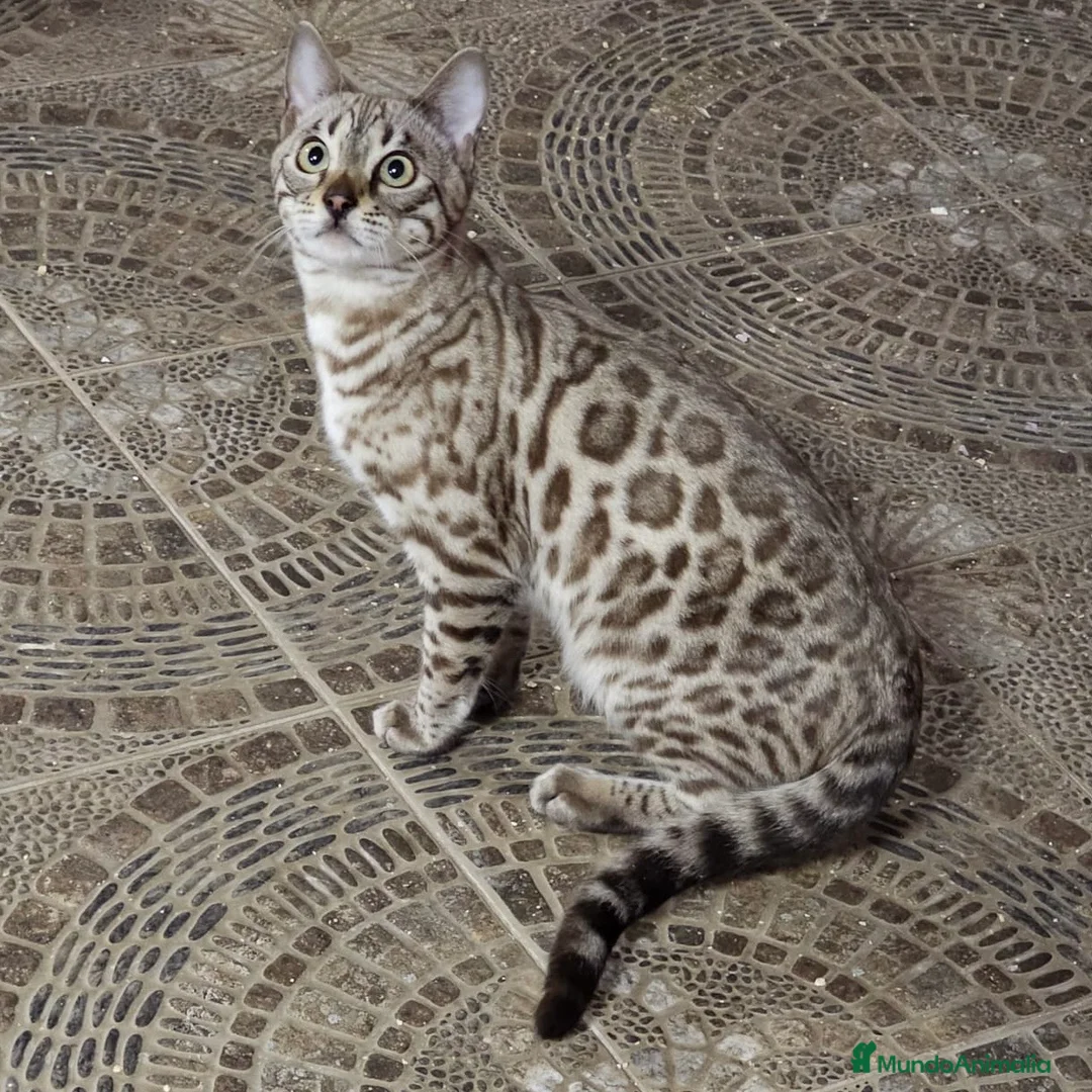 Bengalí gatos en venta: Bengalí Silver  - Anuncio 1