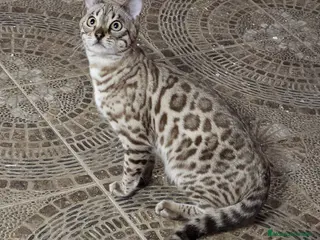 Bengalí gatos Bengalí Silver - Anuncio 2