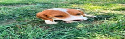 Beagle perros en venta: Beagle - Anuncio 14