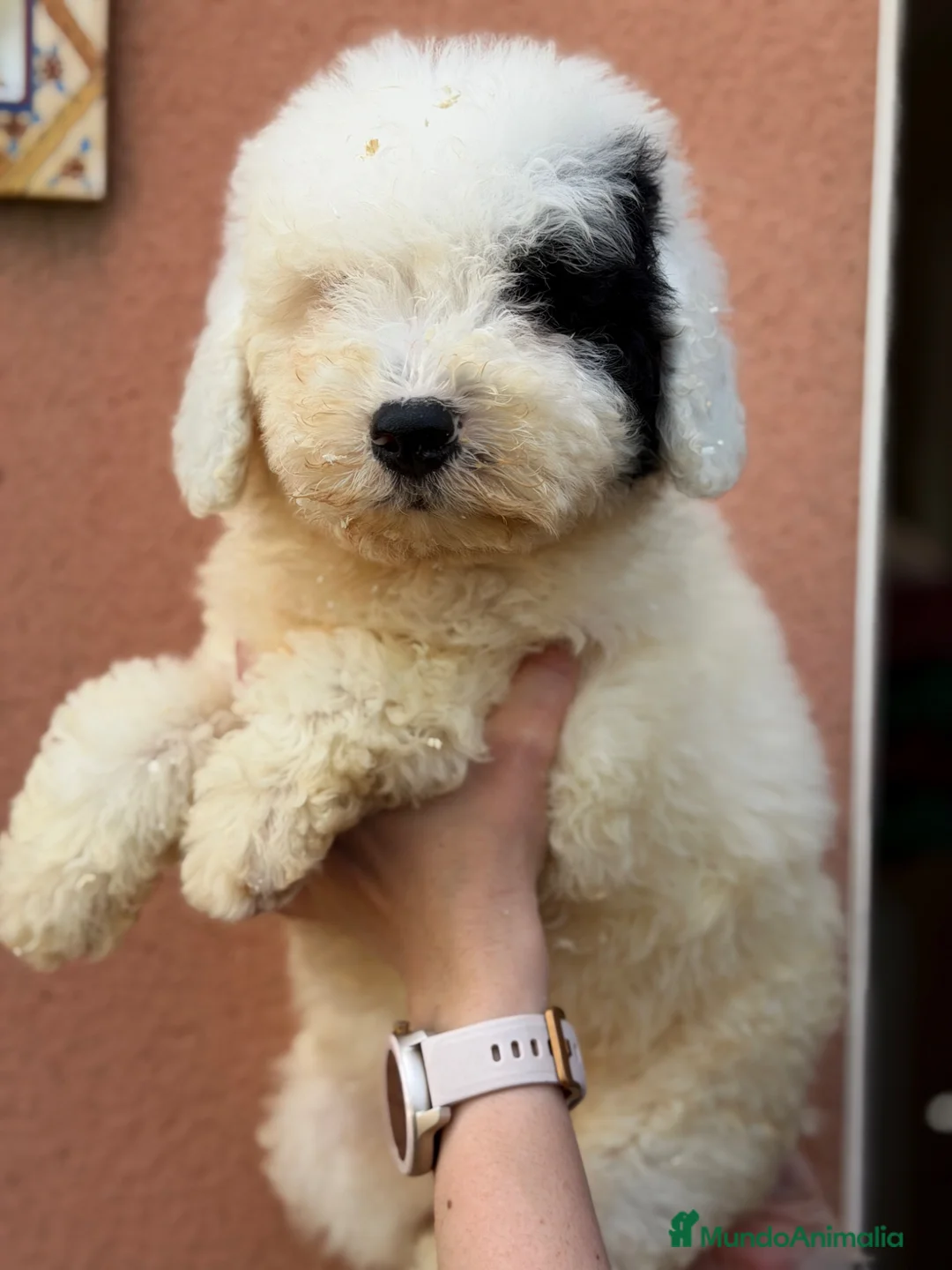 Perro de Agua Español perros en venta: Perro de agua español  - Anuncio 2