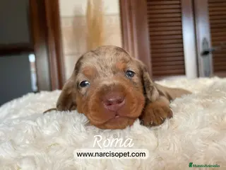 Teckel Miniatura perros TECKEL MERLE CHOCOLATE MACHO - Anuncio 5