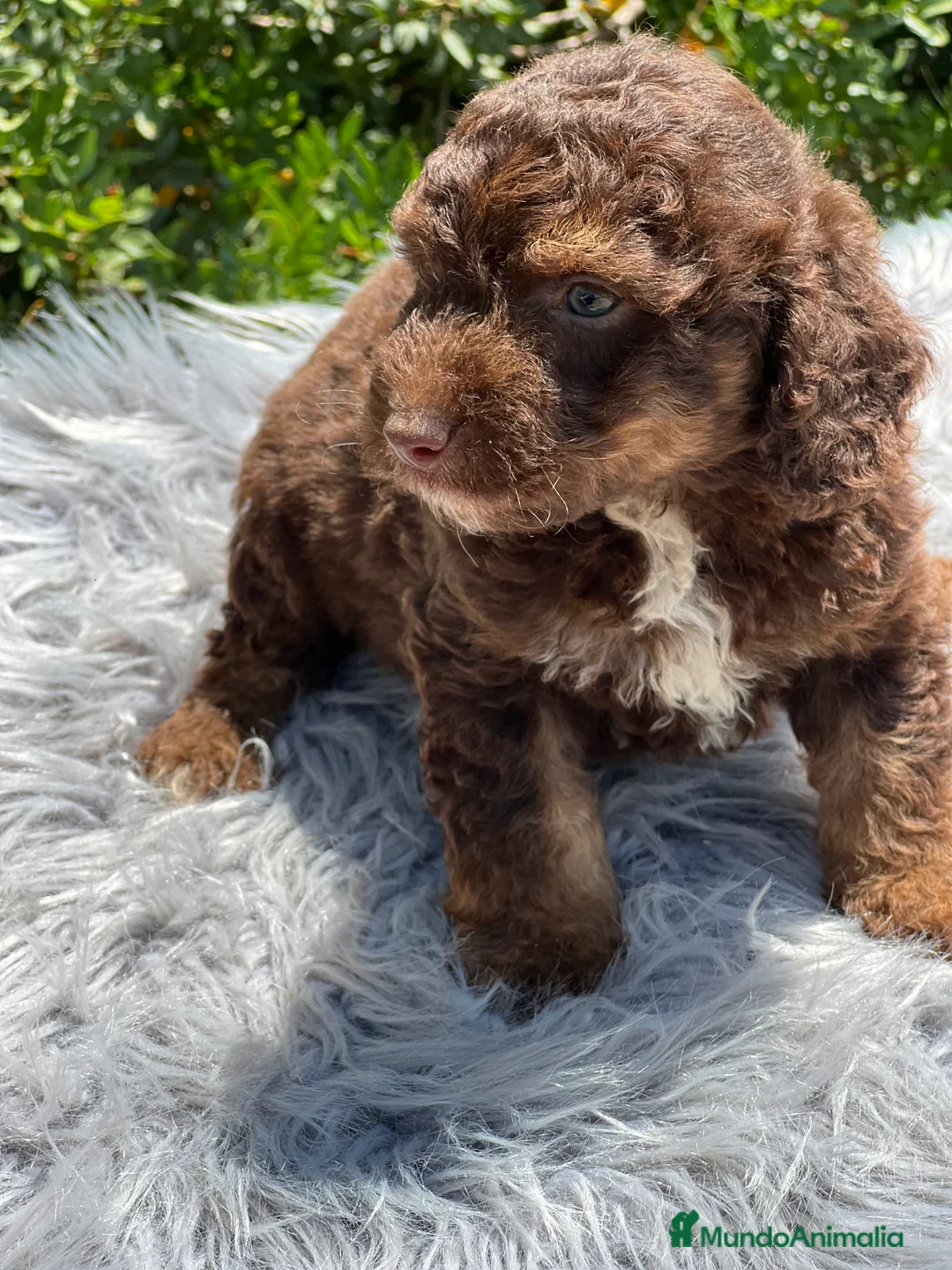 Perro de Agua Español perros en venta: Perro de agua chocolate  - Anuncio 2