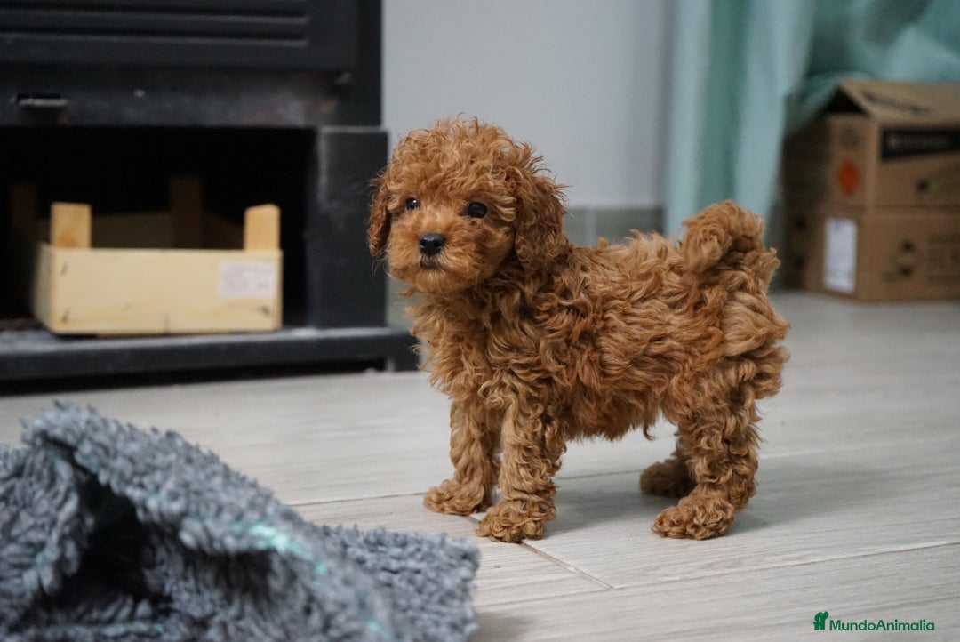 Caniche Toy perros en venta: 🐾 Atom – Caniche Toy rojo intenso ❤️✨ - Anuncio 4