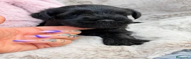 Schnauzer Miniatura 3