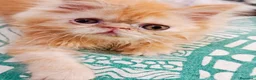 Himalayo gatos en venta: CACHORROS PERSAS HIMALAYOS  - Anuncio 2