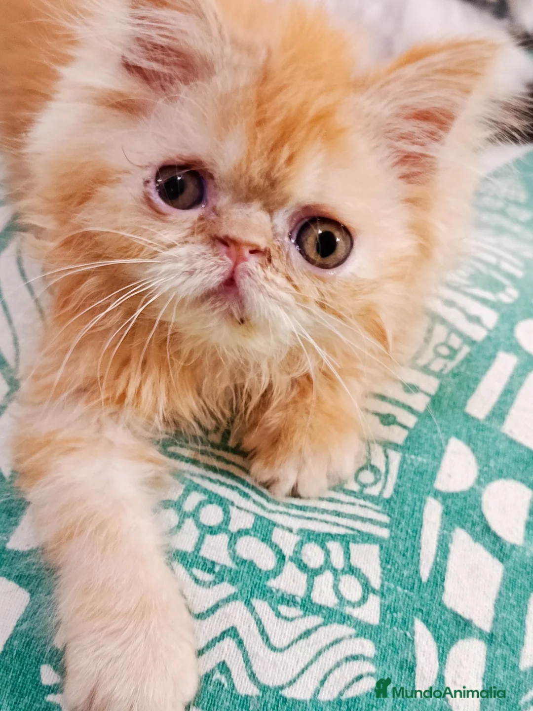 Himalayo gatos en venta: CACHORROS PERSAS HIMALAYOS  - Anuncio 2