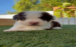 Perro de Agua Español perros en venta: PERRO DE AGUA macho - Imagen 3