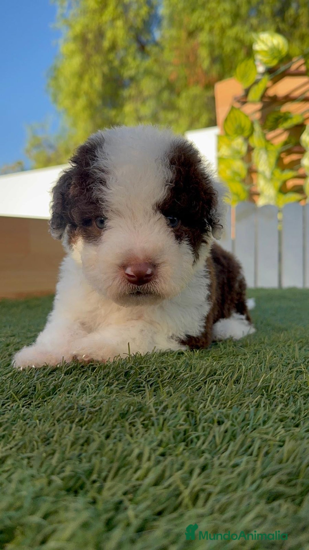 Perro de Agua Español perros en venta: PERRO DE AGUA macho - Imagen 3