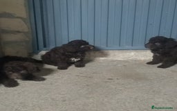 Perro de Agua Español perros en venta: Perros de agua  - Anuncio 6