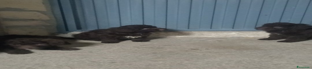 Perro de Agua Español Cachorro 2