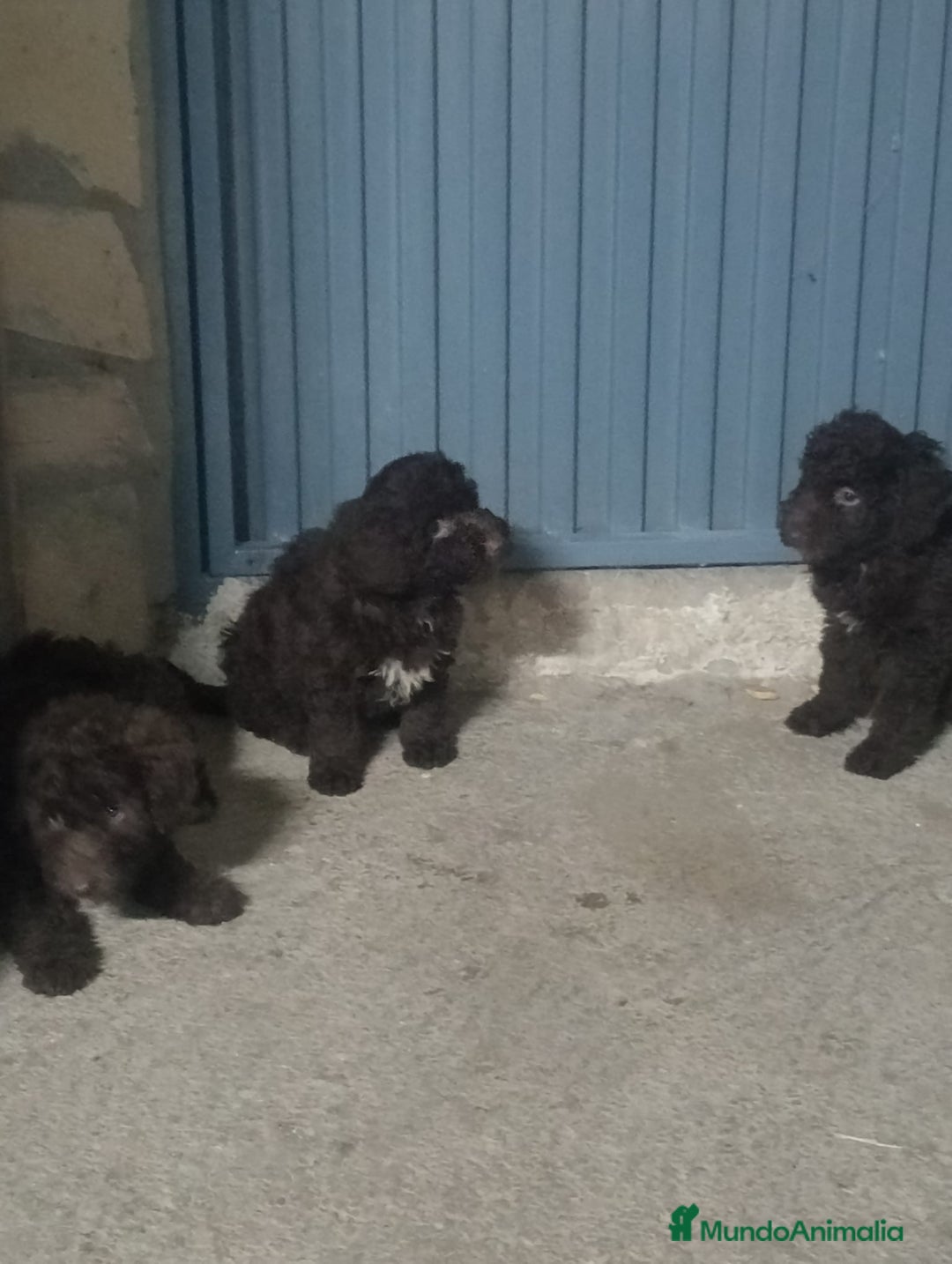 Perro de Agua Español perros en venta: Perros de agua  - Anuncio 6