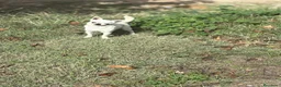 Chihuahua perros en venta: Chihuahuas Toy Blancos  - Anuncio 5